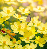 COSMOS sulphureus (Sulphur Cosmos, Dwarf Lemon)