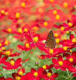 COSMOS sulphureus (Sulphur Cosmos, Dwarf Red)