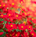 COSMOS sulphureus (Sulphur Cosmos, Dwarf Red)