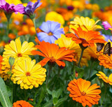 Calendula offinalis (Calendula, Mixed: Pacific Beauty Mix, Pot Marigold)