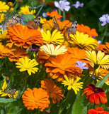 Calendula offinalis (Calendula, Mixed: Pacific Beauty Mix, Pot Marigold)