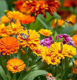 Calendula offinalis (Calendula, Orange: Ball's Orange)