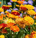 Calendula offinalis (Calendula, Orange: Ball's Orange)