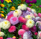 Callistephus chinensis (Aster, China 'Crego Mix')