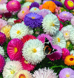 Callistephus chinensis (Aster, China 'Powder Puff')