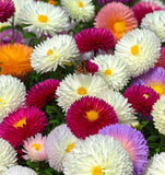 Callistephus chinensis (Aster, China 'Powder Puff')