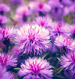 Centaurea americana American Basketflower