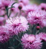 Centaurea americana American Basketflower