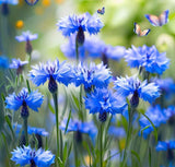 Centaurea cyanus Cornflower, Tall Blue