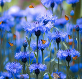 Centaurea cyanus Cornflower, Tall Blue