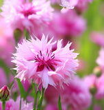 Centaurea cyanus (Cornflower, Tall Pink)