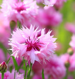 Centaurea cyanus Cornflower, Tall Pink