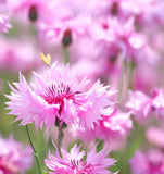 Centaurea cyanus Cornflower, Tall Pink