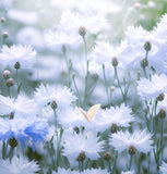 Centaurea cyanus Cornflower, Tall White