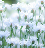 Centaurea cyanus Cornflower, Tall White