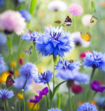 Centaurea cyanus Cornflower, Polka Dot Mix