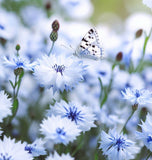 Centaurea cyanus Cornflower, Polka Dot Mix