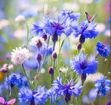 Centaurea cyanus Cornflower, Tall Mixed