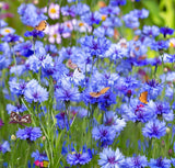 Centaurea cyanus Cornflower, Tall Mixed