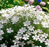 Cerastium biebersteinii (Snow-in-Summer)