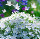 Cerastium biebersteinii (Snow-in-Summer)