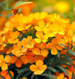 Cheiranthus allionii (Siberian Wallflower)
