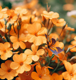 Cheiranthus allionii (Siberian Wallflower)