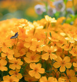 Cheiranthus allionii (Siberian Wallflower)