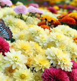 Chrysanthemum Species Mixed