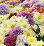 Chrysanthemum Species Mixed