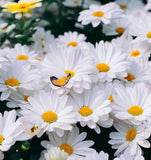 Chrysanthemum leucanthemum Ox-Eye Daisy