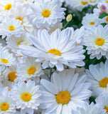 Chrysanthemum leucanthemum Ox-Eye Daisy