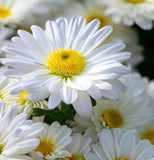 Chrysanthemum maximum (Shasta Daisy, Dwarf - Silver Princess)