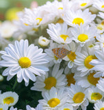 Chrysanthemum maximum (Shasta Daisy, Dwarf - Silver Princess)