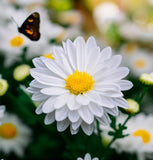 Chrysanthemum paludosum (Creeping Daisy)