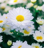 Chrysanthemum paludosum (Creeping Daisy)