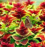 Coleus blumei (Rainbow Mix)