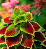 Coleus blumei (Rainbow Mix)