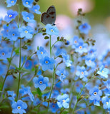 Cynoglossum amabile (Chinese Forget-Me-Not)