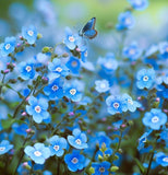 Cynoglossum amabile (Chinese Forget-Me-Not)