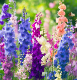 DELPHINIUM consolida 'Imperial Mix' (Rocket Larkspur, Mixed)