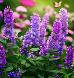 DESMODIUM canadense (Showy Tick Trefoil)