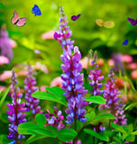 DESMODIUM canadense (Showy Tick Trefoil)