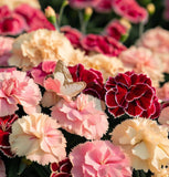 DIANTHUS caryophyllus ('Chabaud Mix' Clove Carnation)