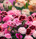 DIANTHUS caryophyllus ('Chabaud Mix' Clove Carnation)