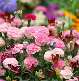 DIANTHUS caryophyllus ('Chabaud Mix' Clove Carnation)