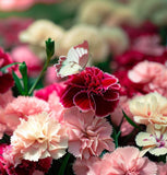 DIANTHUS caryophyllus ('Chabaud Mix' Clove Carnation)