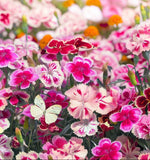 DIANTHUS chinensis (Chinese Pinks, Mixed)