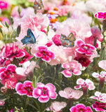 DIANTHUS chinensis (Chinese Pinks, Mixed)