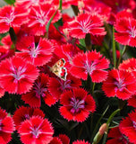 DIANTHUS deltoides 'Brilliant' (Maiden Pinks, Bright Rose)